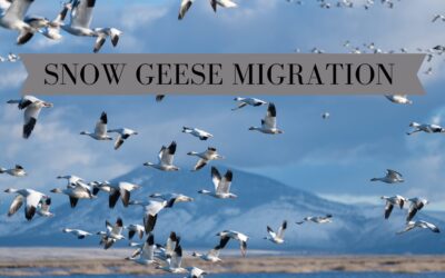 Relax Like You’re On Holiday:  Snow Geese